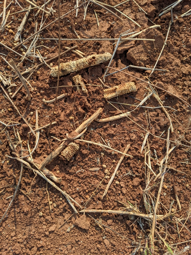 Dry soils with residues from last harvest.