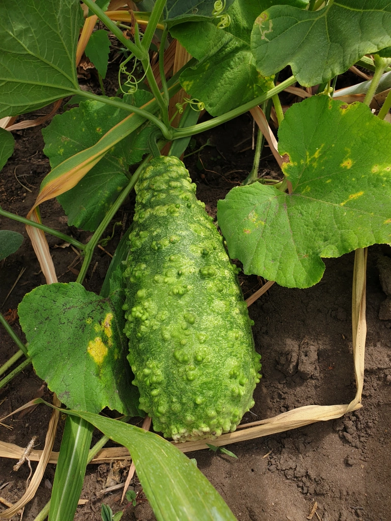 Pumpkin plant nearby river.