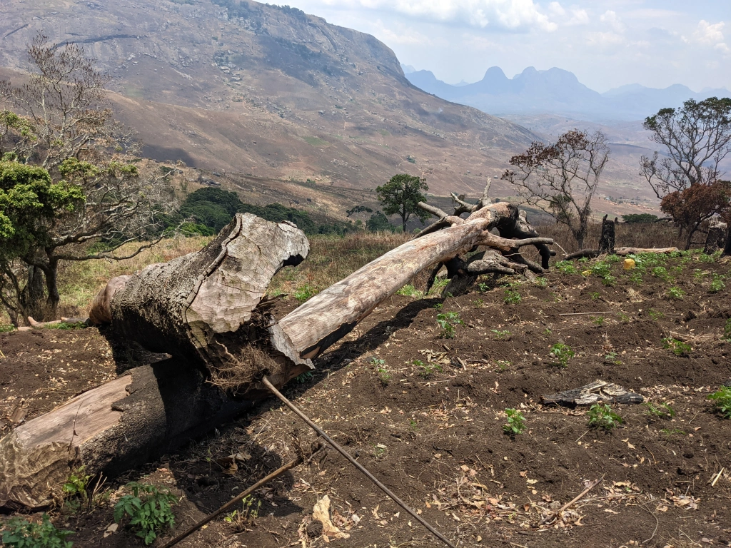 Prepared field on the foothills of Mount Namuli.
