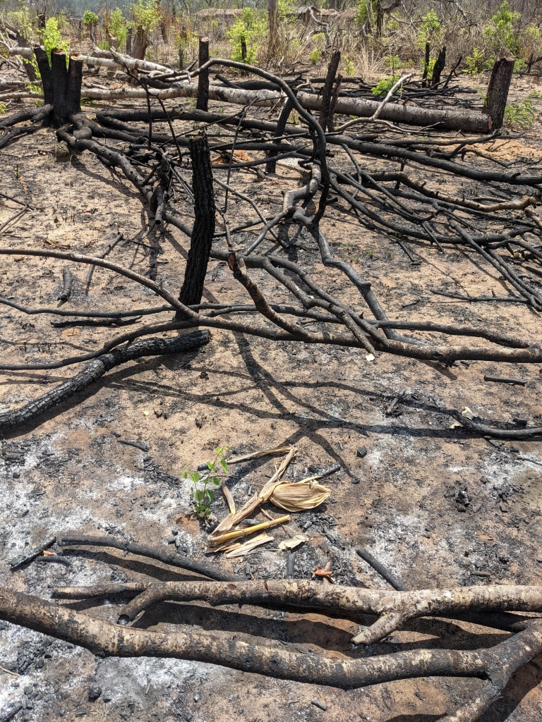 Recently cleared field with maize residues.