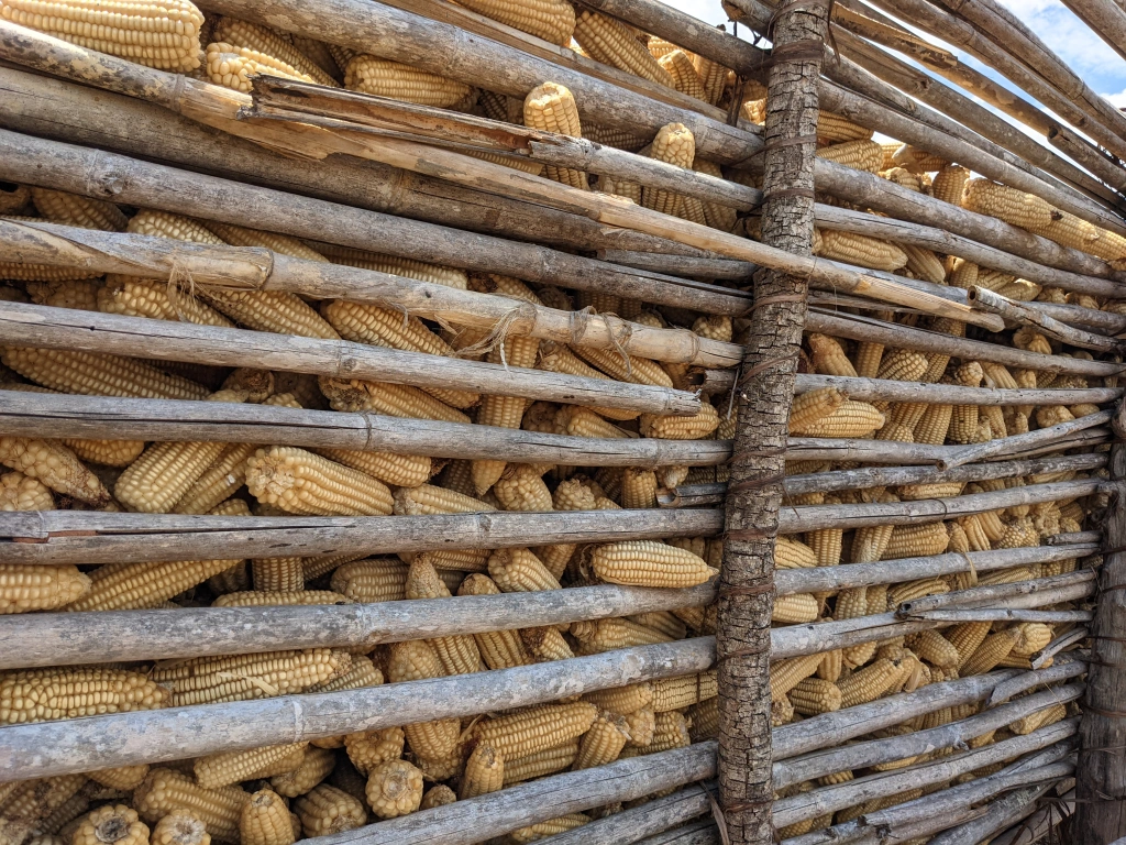Maize harvest.