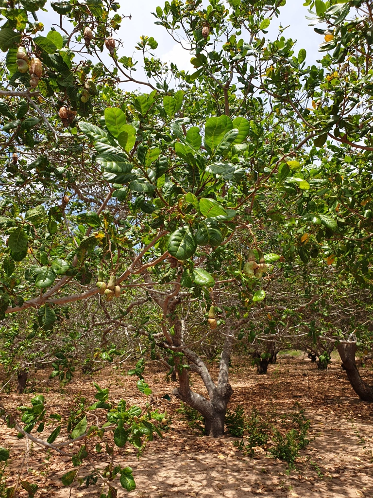 Cashew trees.