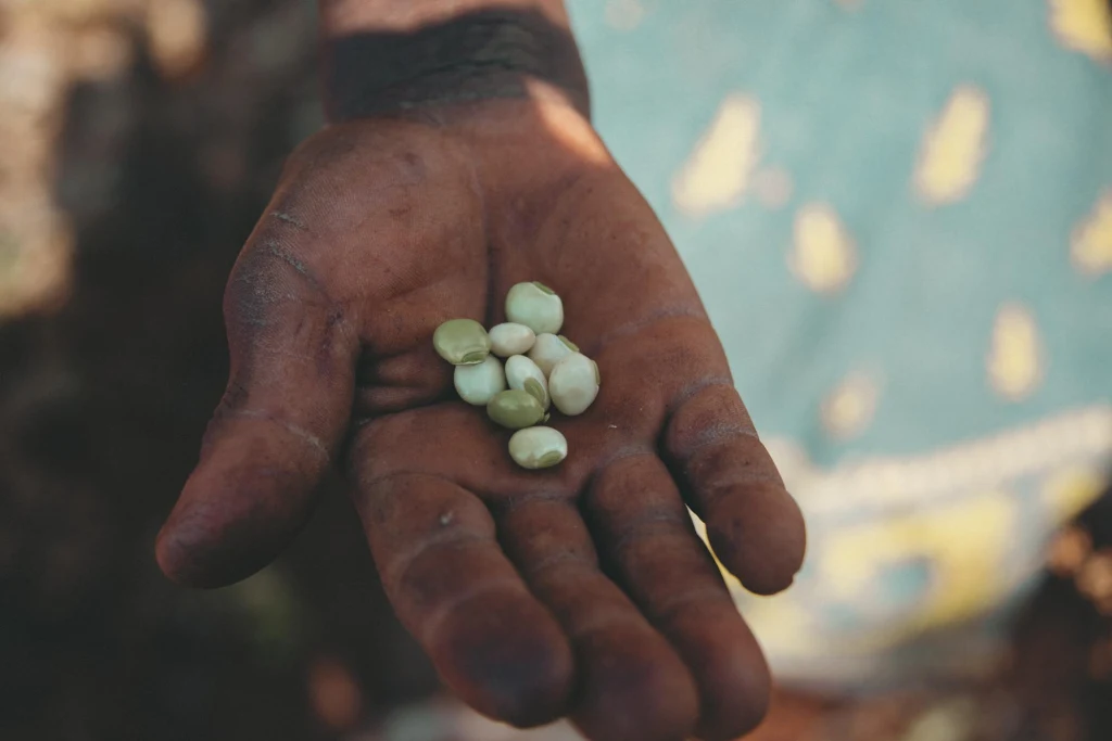 Farmers presenting seeds.