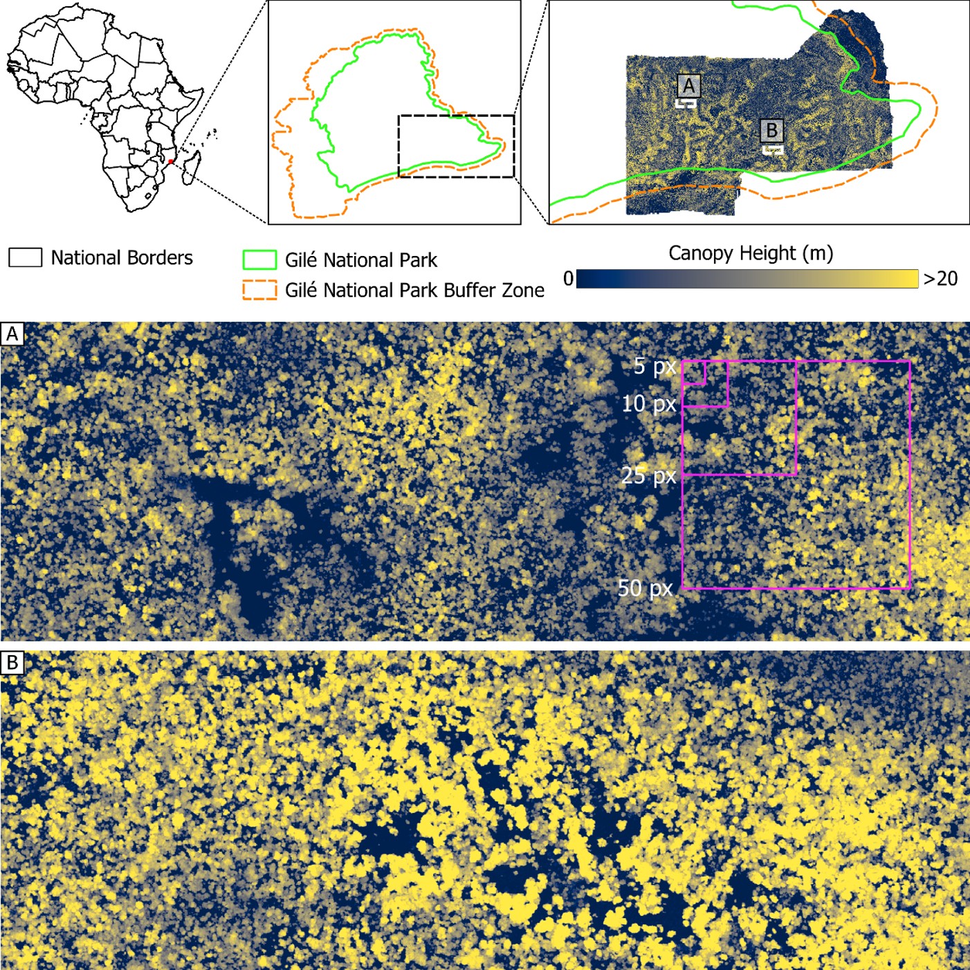 Study area and 1 m canopy height model used here. For reference, aggregation windows of 5, 10, 25, and 50 Sentinel-2 pixels are visualized